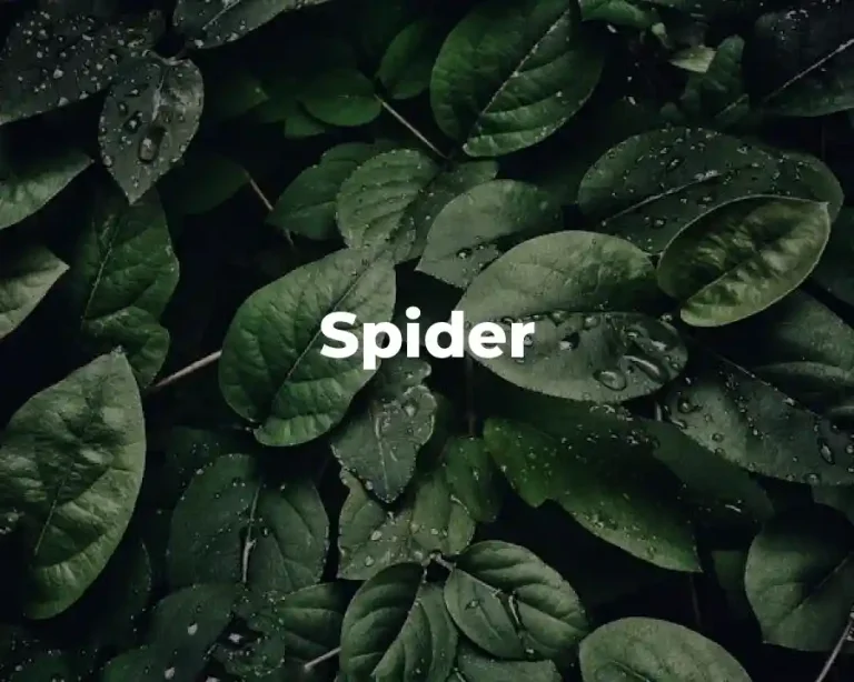 Spider