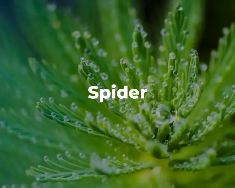 Spider