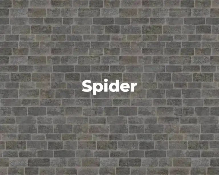 Spider