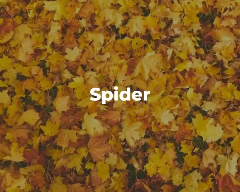 Spider