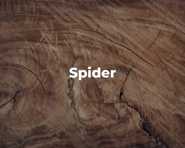 Spider