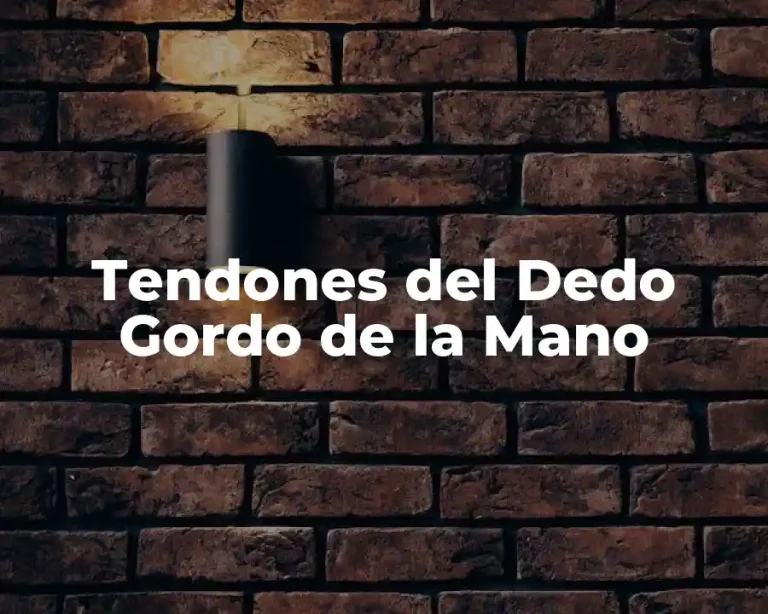 Tendones del Dedo Gordo de la Mano