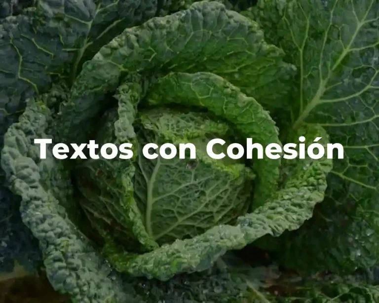 Textos con Cohesión