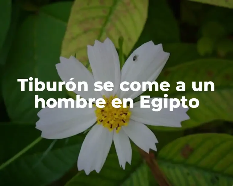 Tiburón se come a un hombre en Egipto