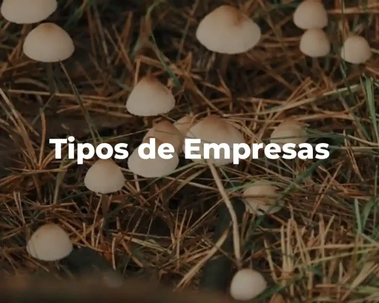 Tipos de Empresas