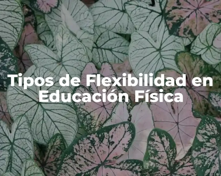 Tipos de Flexibilidad en Educación Física