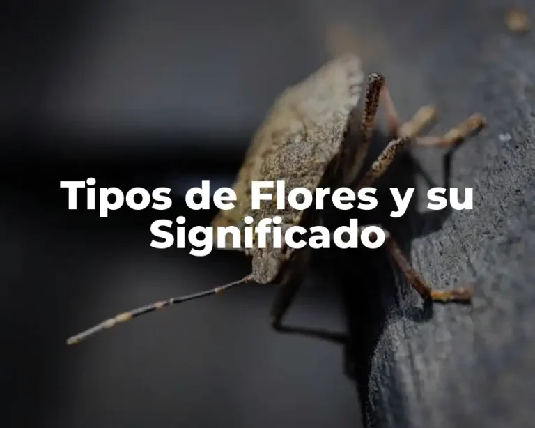 Tipos de Flores y su Significado