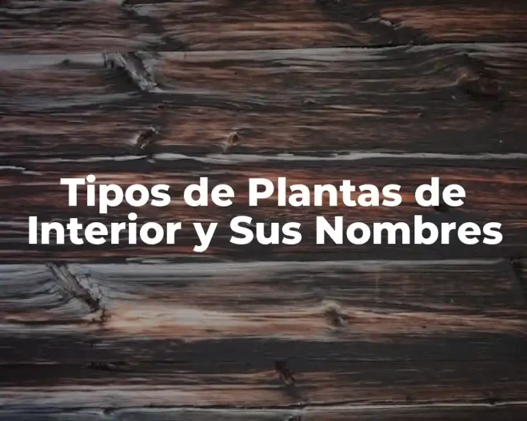 Tipos de Plantas de Interior y Sus Nombres