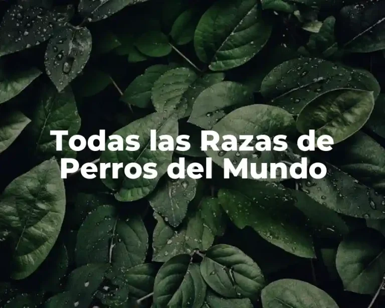 Todas las Razas de Perros del Mundo