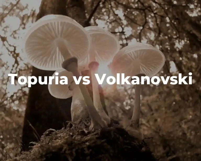 Topuria vs Volkanovski
