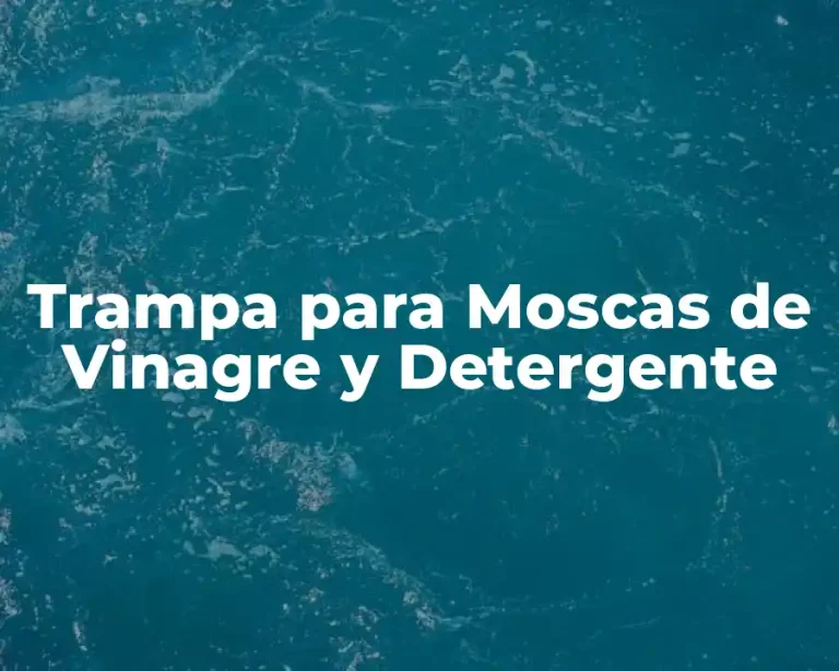 Trampa para Moscas de Vinagre y Detergente
