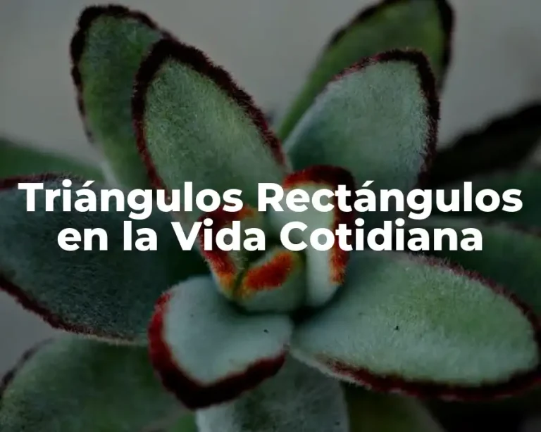 Triángulos Rectángulos en la Vida Cotidiana