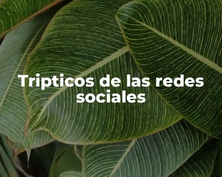 Tripticos de las redes sociales