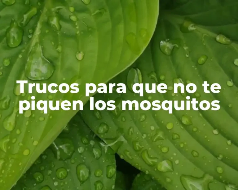 Trucos para que no te piquen los mosquitos