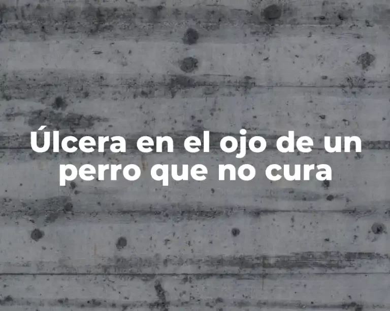 Úlcera en el ojo de un perro que no cura