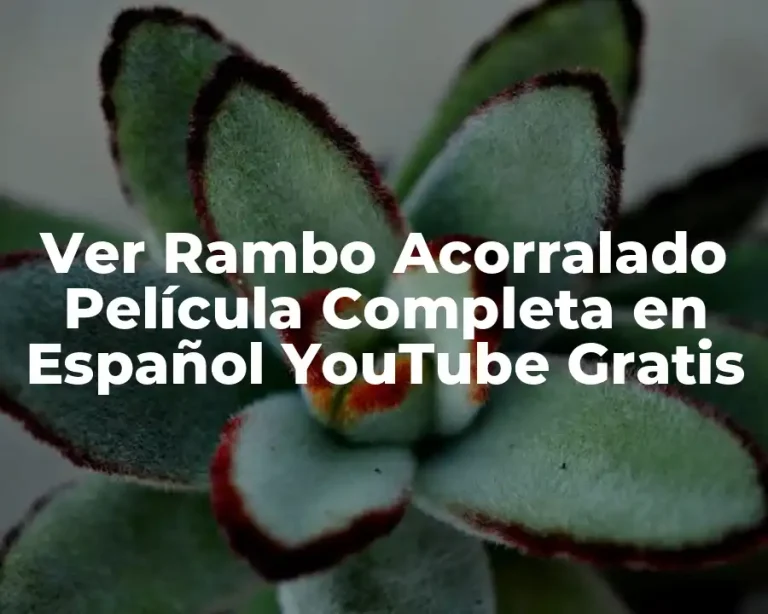 Ver Rambo Acorralado Película Completa en Español YouTube Gratis